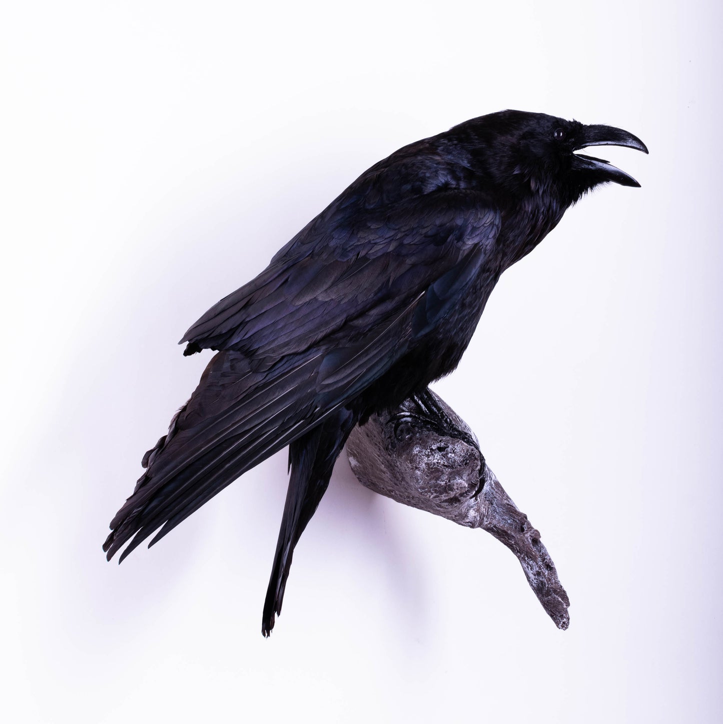 Raven Taxidermy Wall Mount For Sale