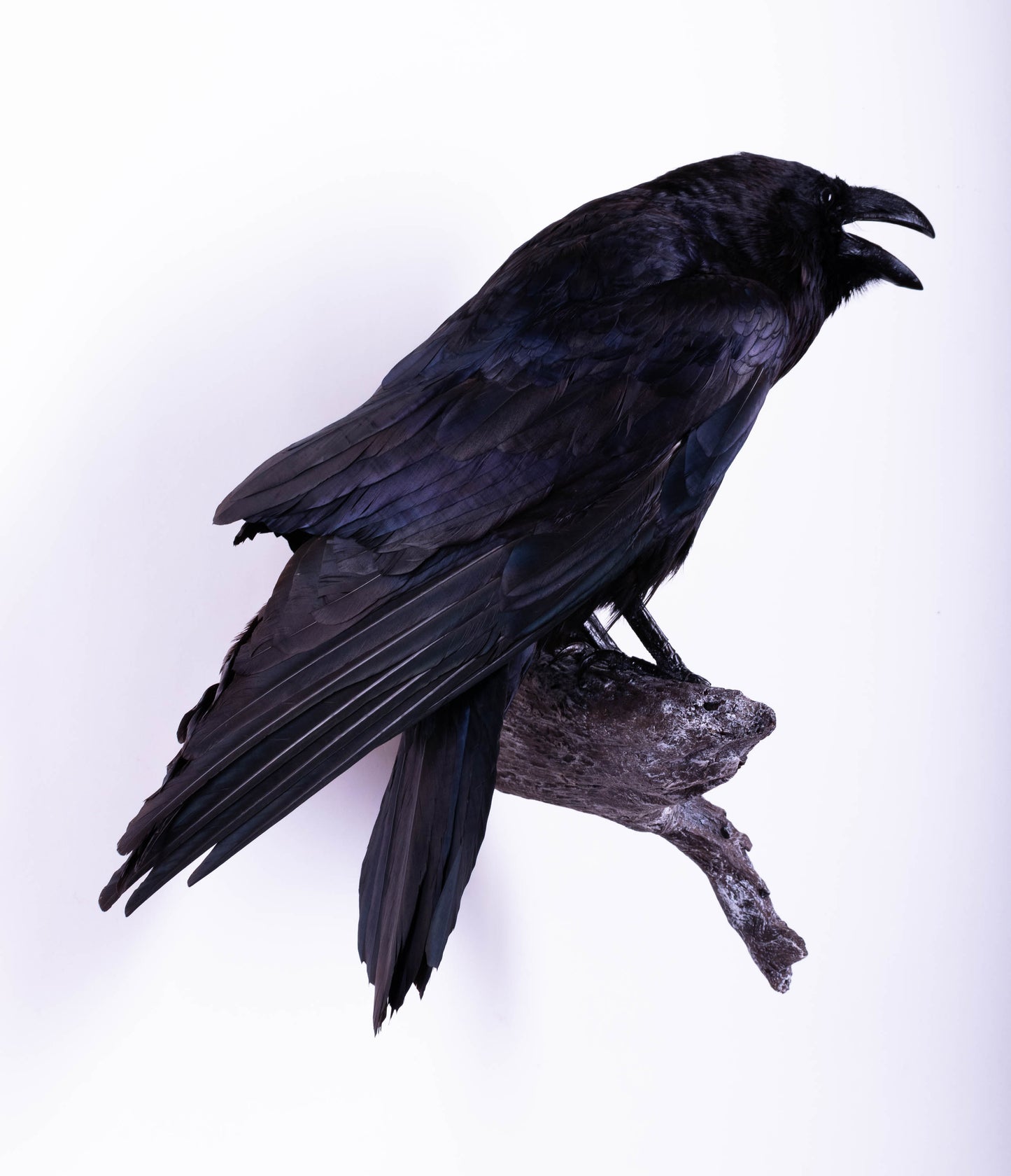 Raven Taxidermy Wall Mount For Sale