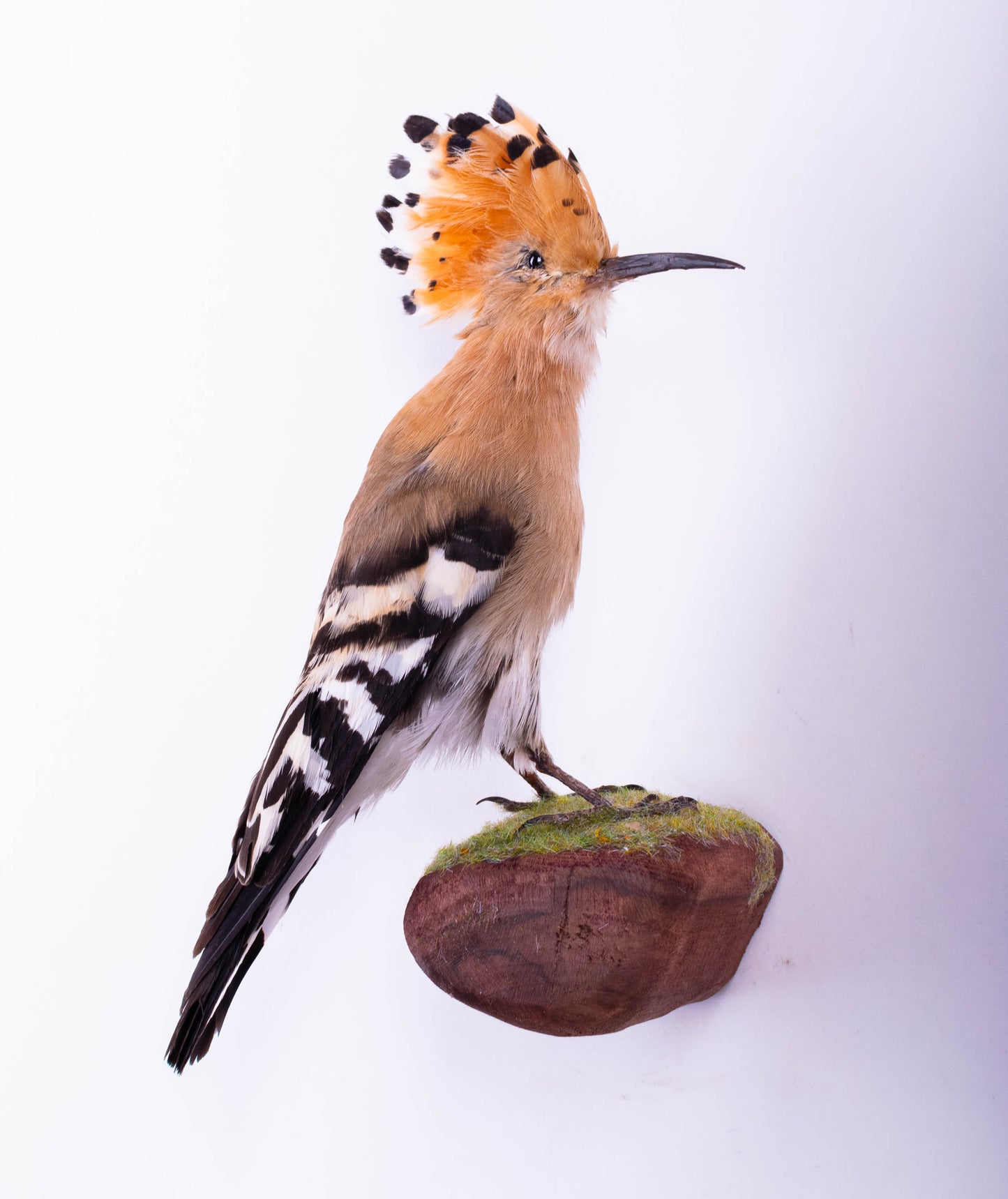 Hoopoe Taxidermy Wall Mount For Sale