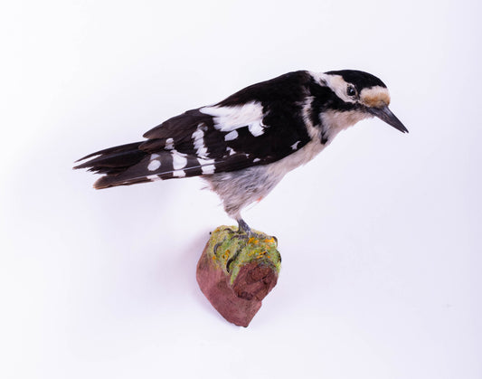 Great Spotted Woodpecker Taxidermy Wall Mount For Sale