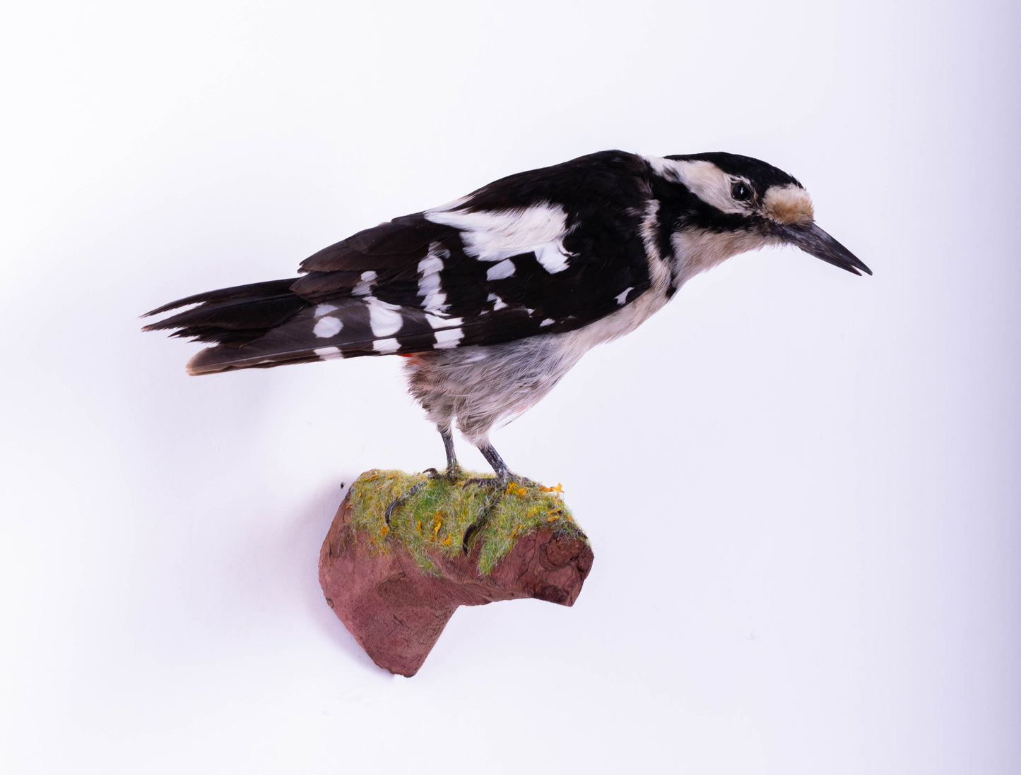 Great Spotted Woodpecker Taxidermy Wall Mount For Sale