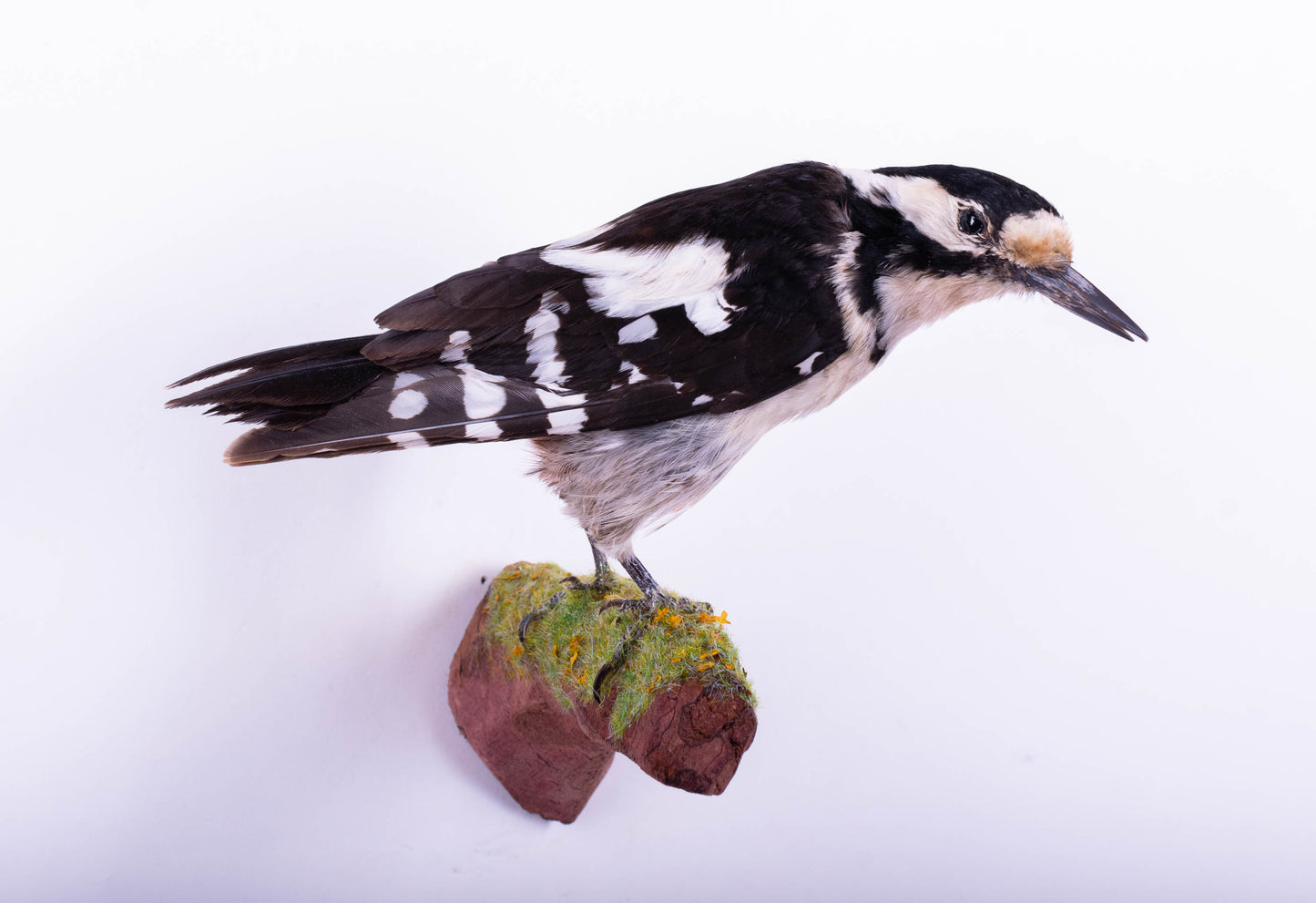 Great Spotted Woodpecker Taxidermy Wall Mount For Sale