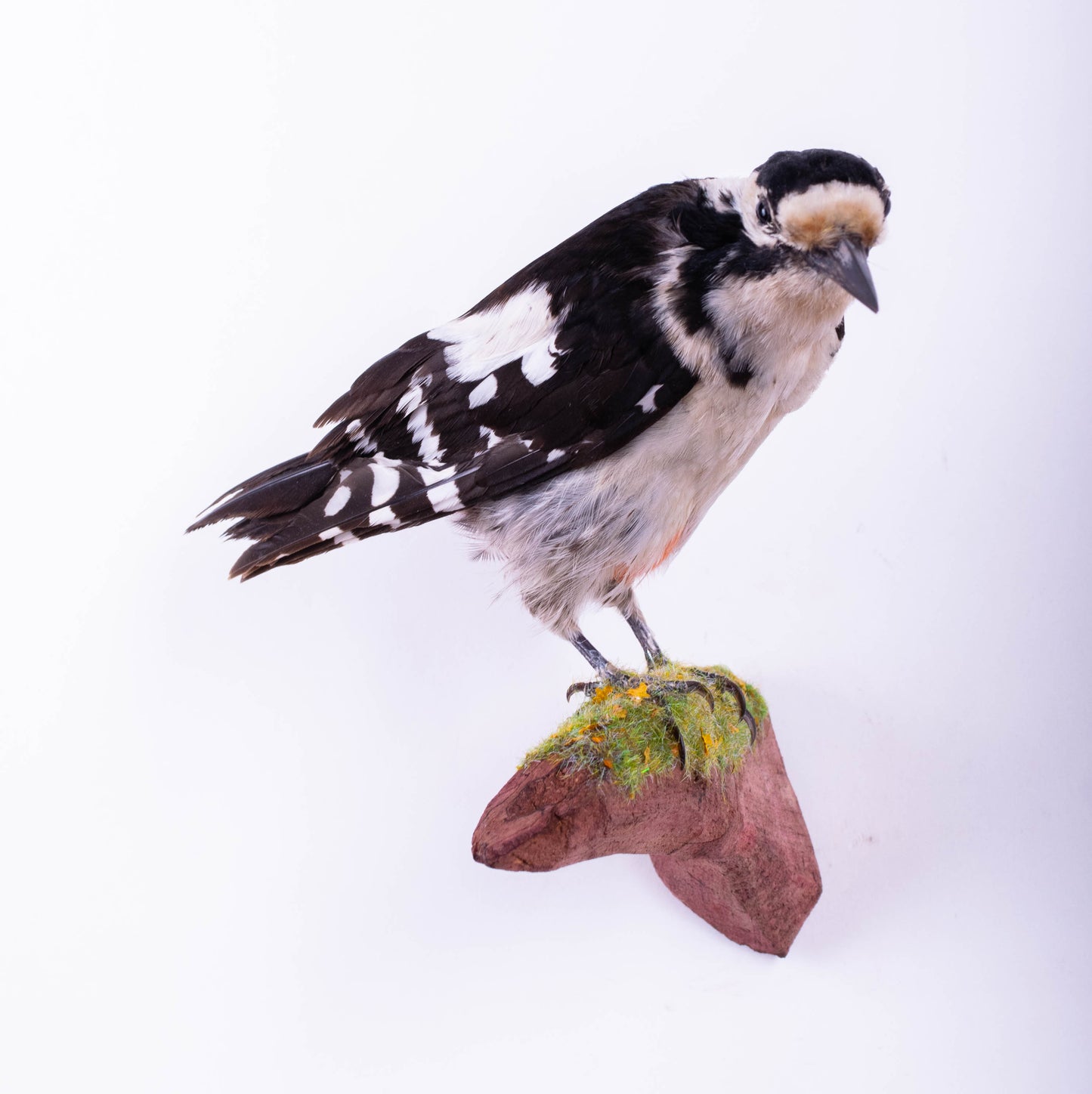 Great Spotted Woodpecker Taxidermy Wall Mount For Sale