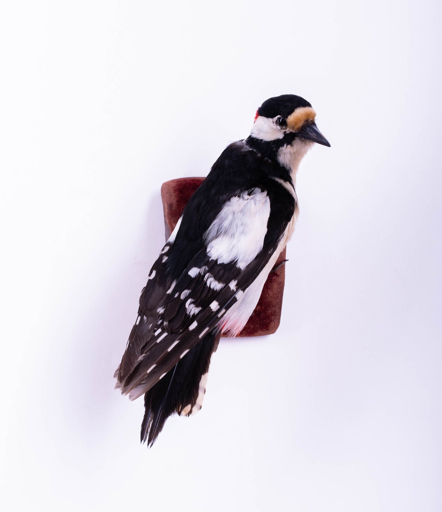 Great Spotted Woodpecker Taxidermy Wall Mount For Sale