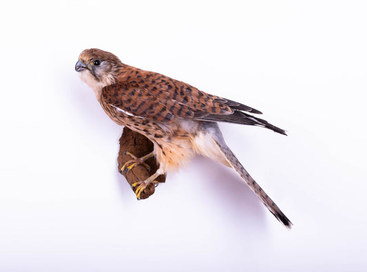 Kestrel Taxidermy Wall Mount Falcon