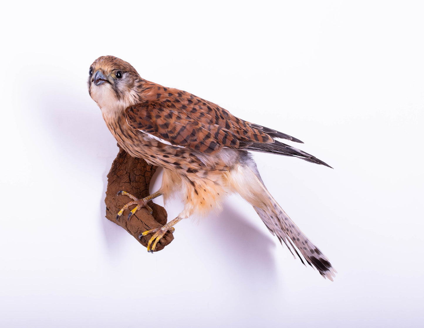 Kestrel Taxidermy Wall Mount Falcon