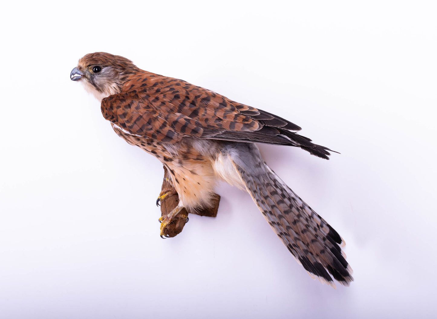 Kestrel Taxidermy Wall Mount Falcon
