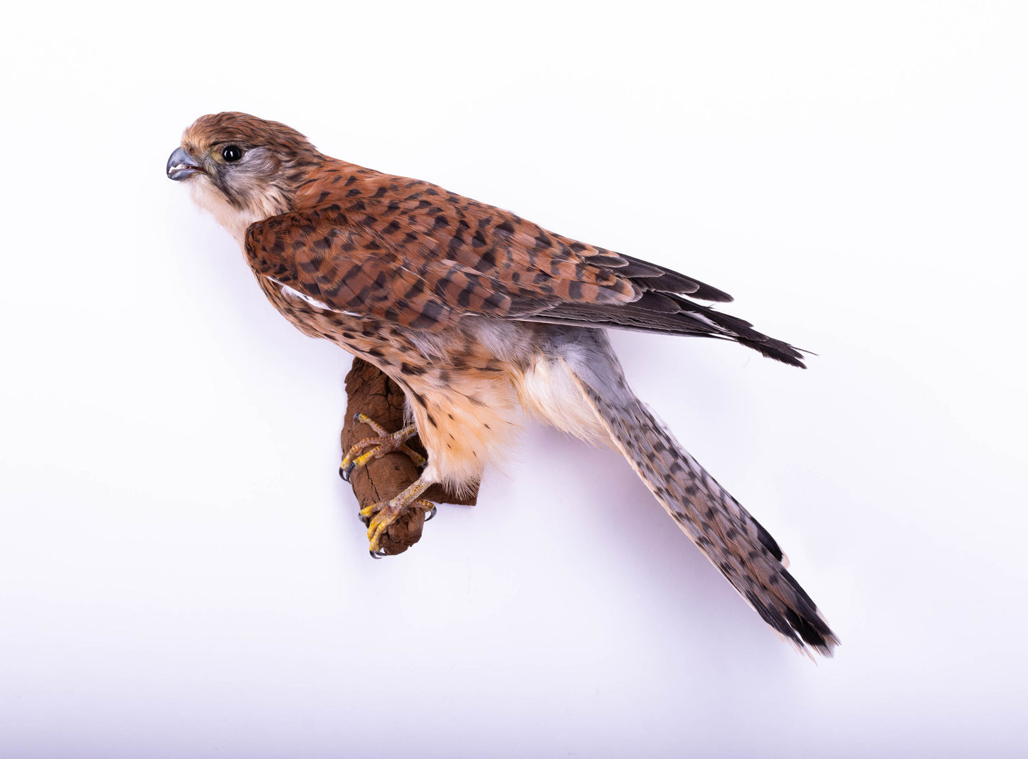 Kestrel Taxidermy Wall Mount Falcon