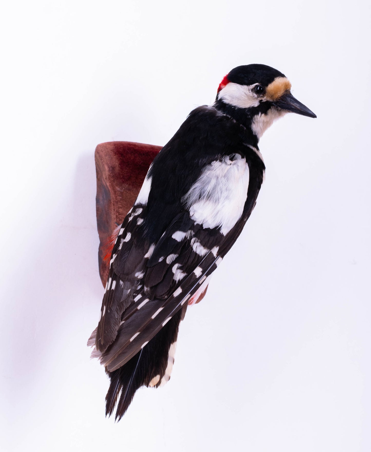 Great Spotted Woodpecker Taxidermy Wall Mount For Sale