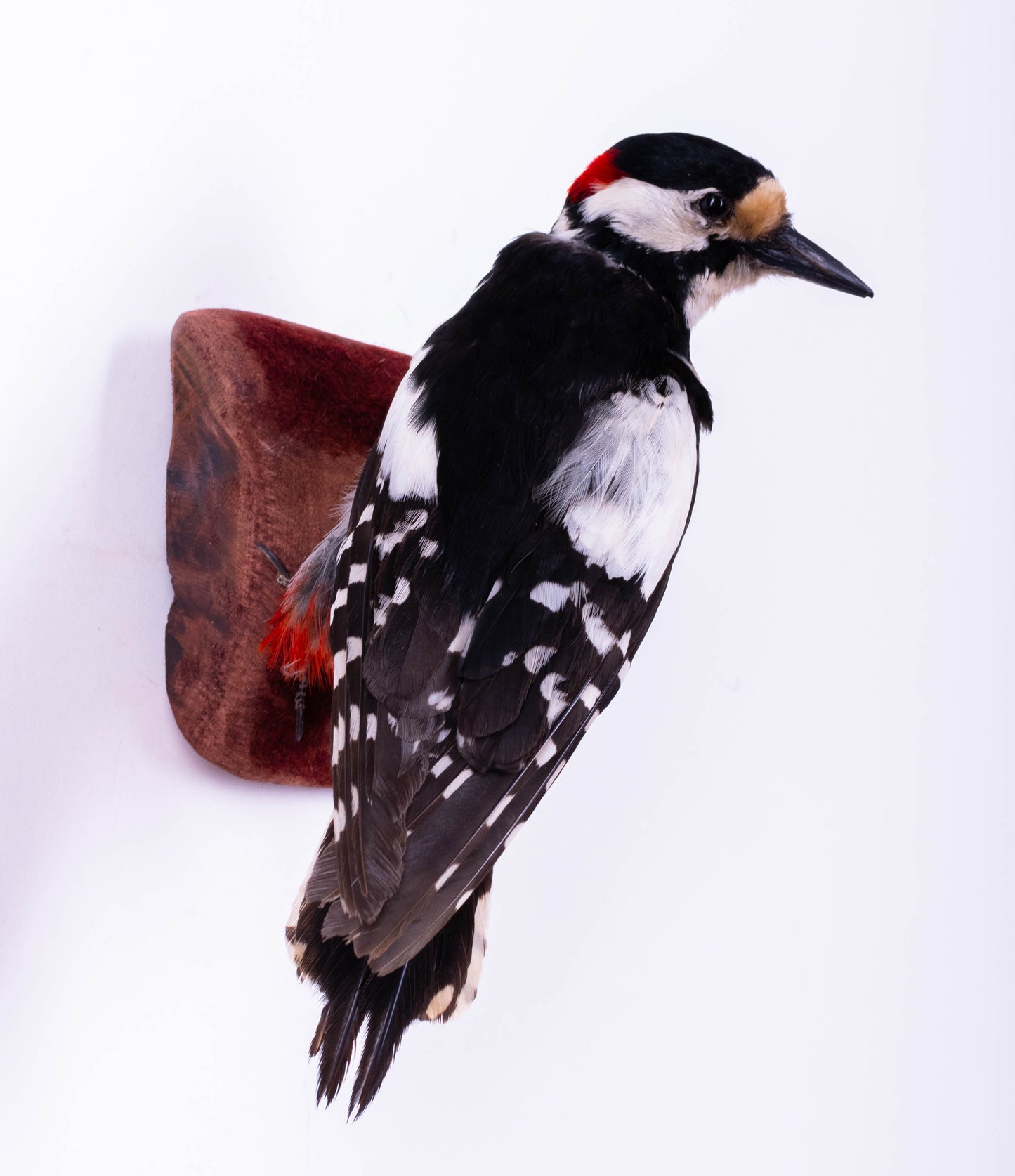 Great Spotted Woodpecker Taxidermy Wall Mount For Sale