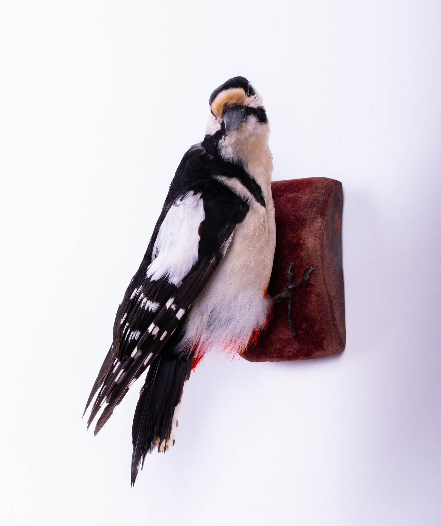 Great Spotted Woodpecker Taxidermy Wall Mount For Sale