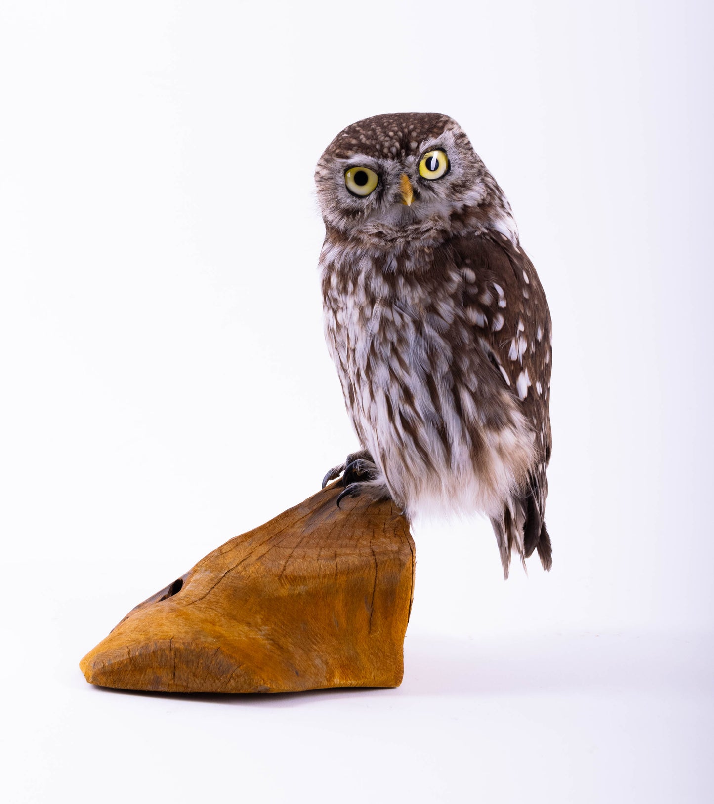 Taxidermy Little Owl Standing Mount