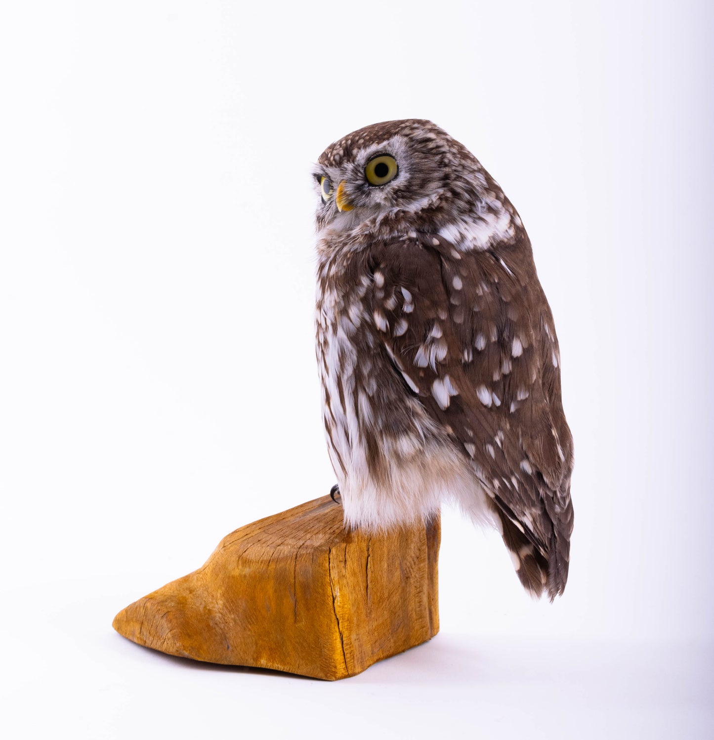 Taxidermy Little Owl Standing Mount