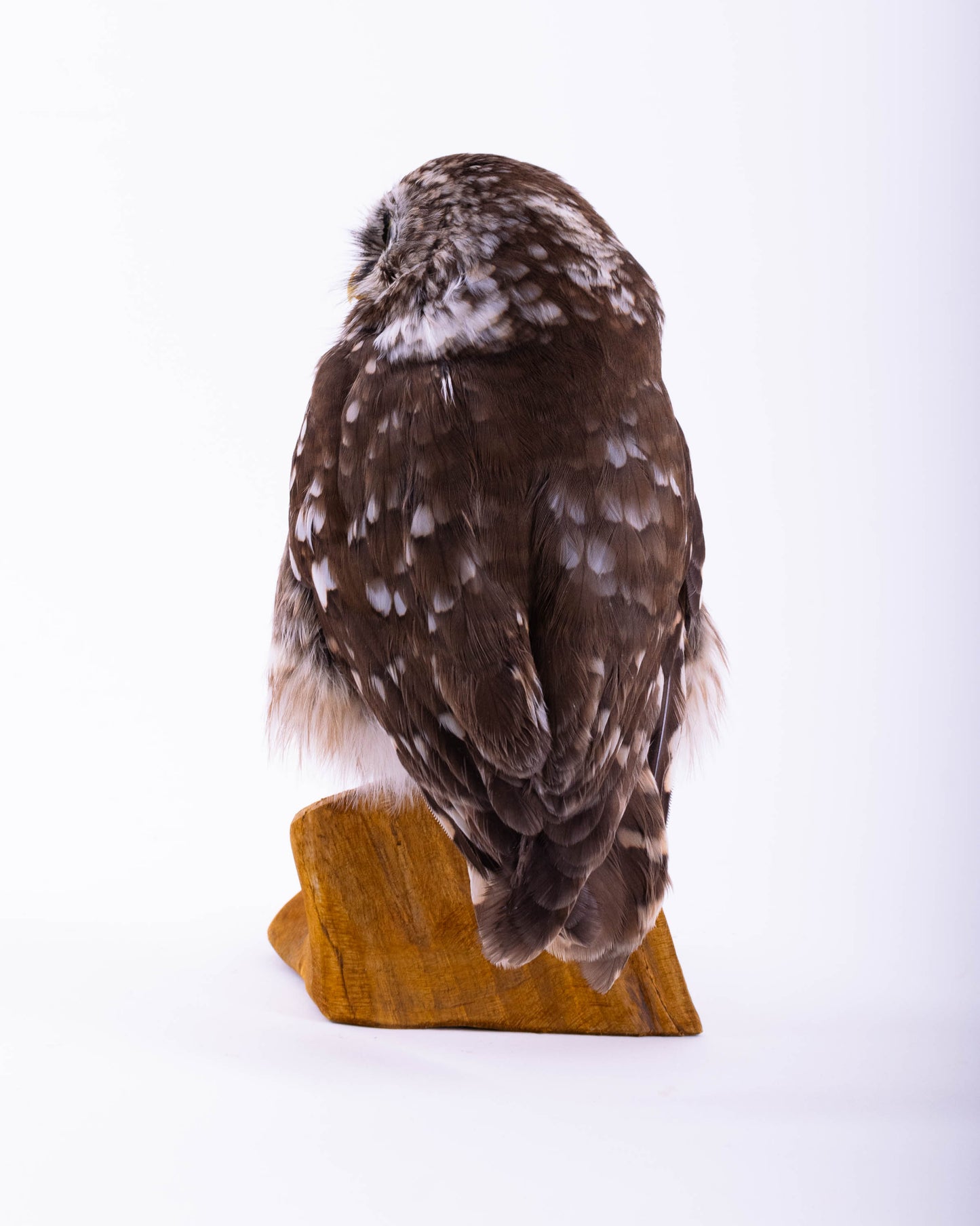 Taxidermy Little Owl Standing Mount
