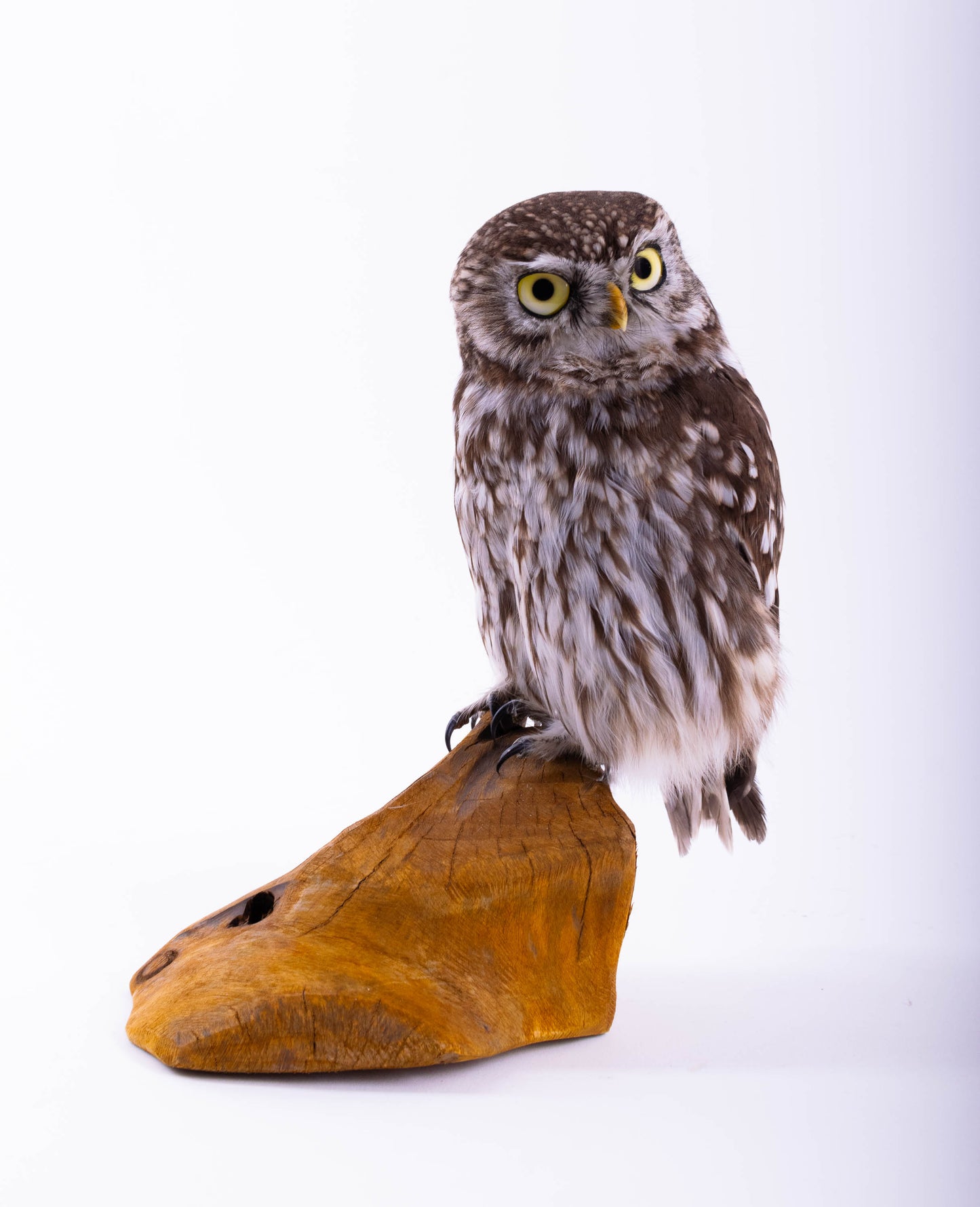 Taxidermy Little Owl Standing Mount
