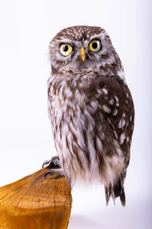 Taxidermy Little Owl Standing Mount