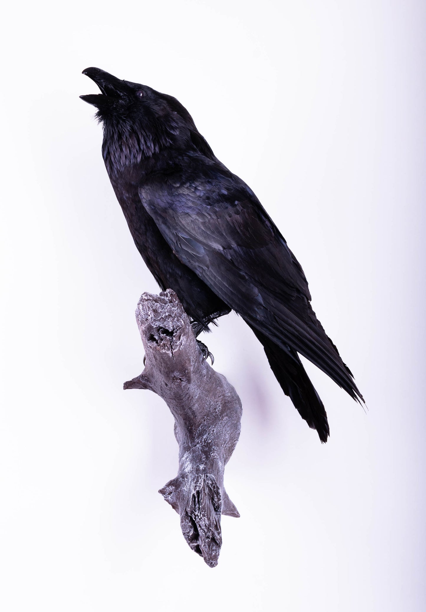 Raven Taxidermy Wall Mount For Sale