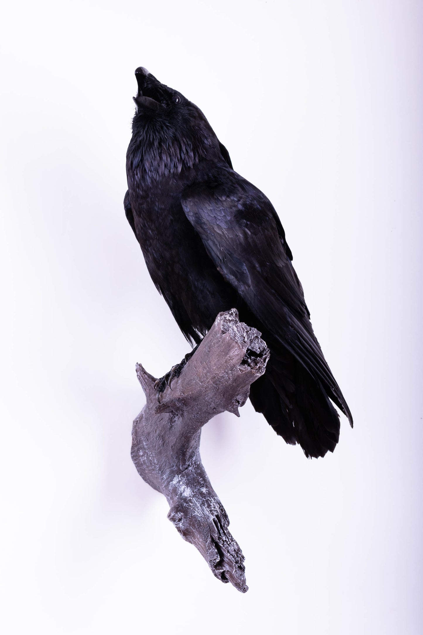 Raven Taxidermy Wall Mount For Sale
