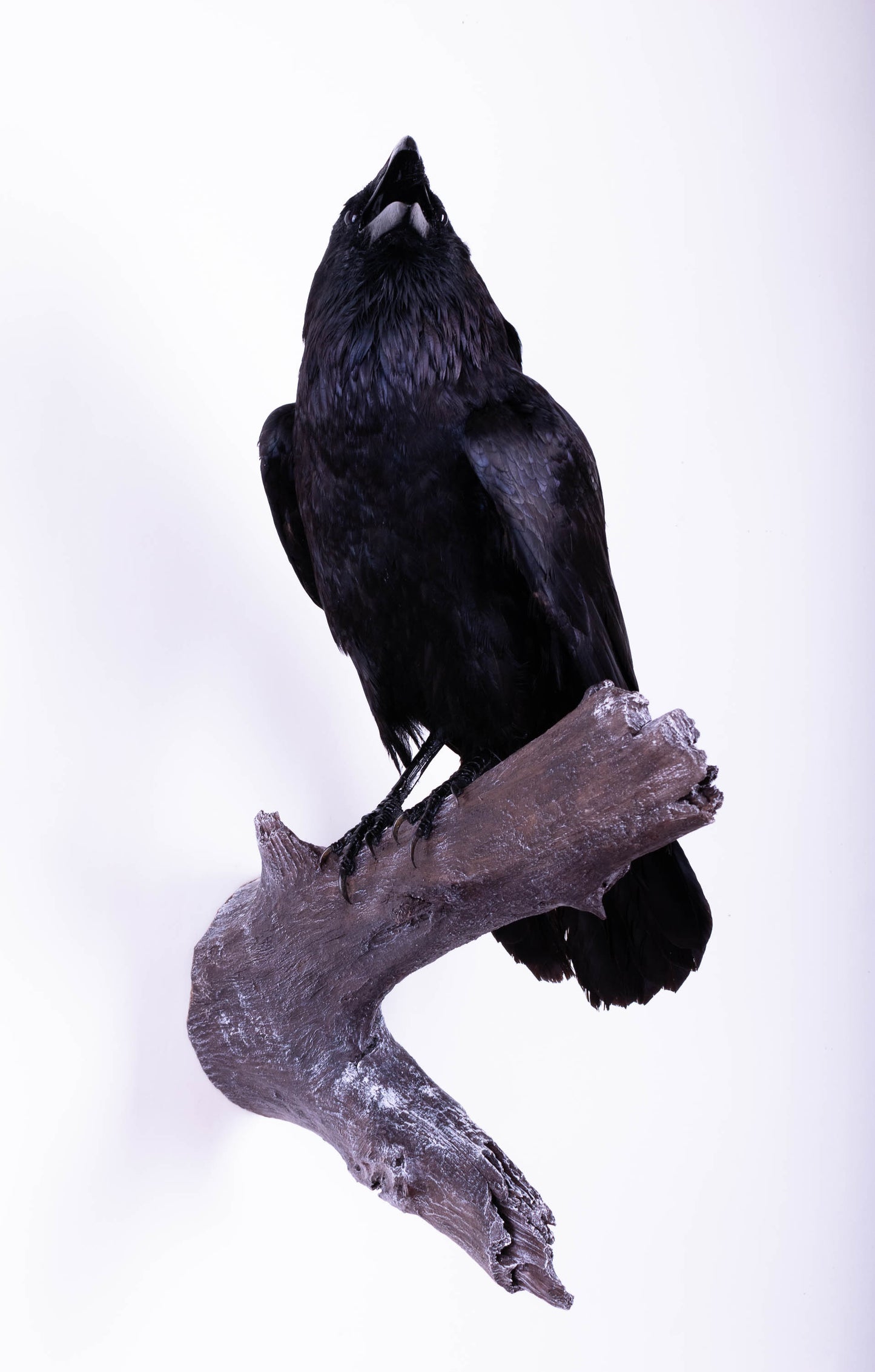 Raven Taxidermy Wall Mount For Sale