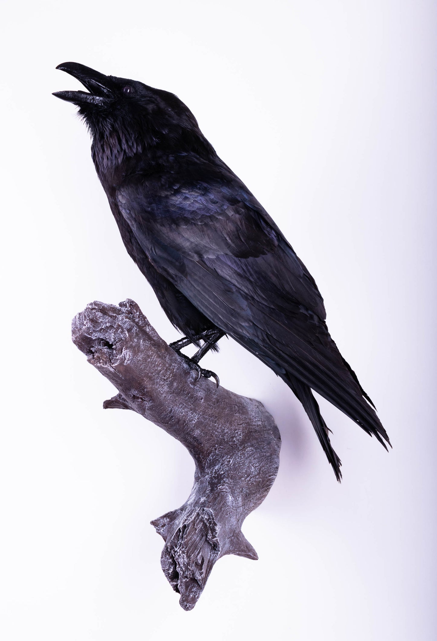 Raven Taxidermy Wall Mount For Sale