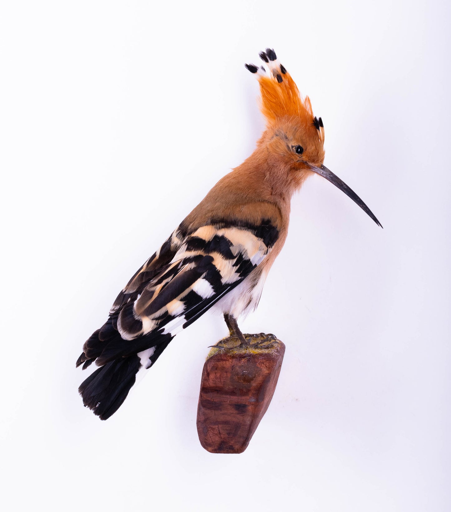 Hoopoe Taxidermy Wall Mount For Sale