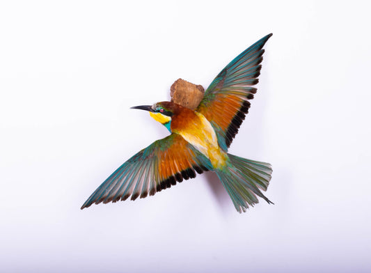 Bee-eater Taxidermy Wall Mount For Sale