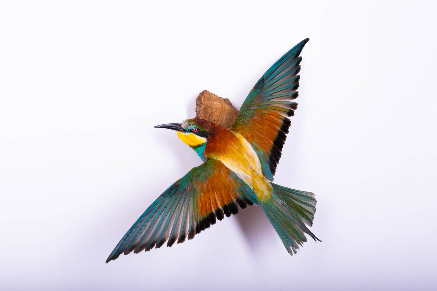 Bee-eater Taxidermy Wall Mount For Sale