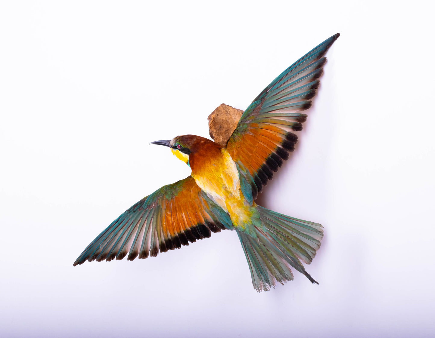 Bee-eater Taxidermy Wall Mount For Sale