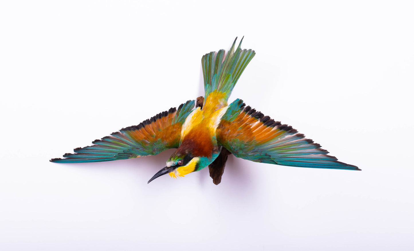Bee-eater Taxidermy Wall Mount For Sale