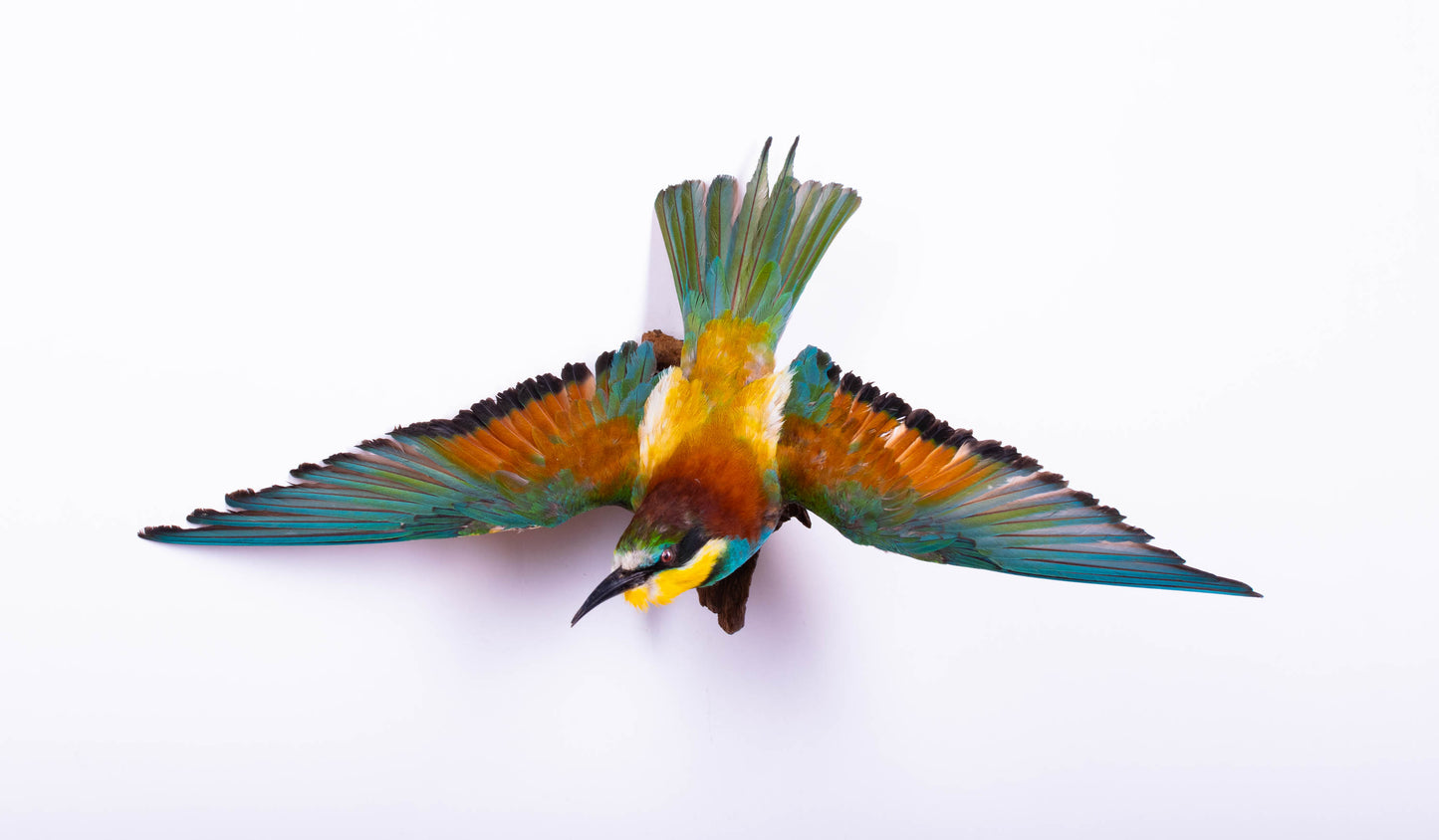 Bee-eater Taxidermy Wall Mount For Sale