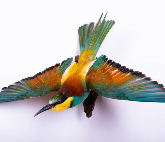Bee-eater Taxidermy Wall Mount For Sale