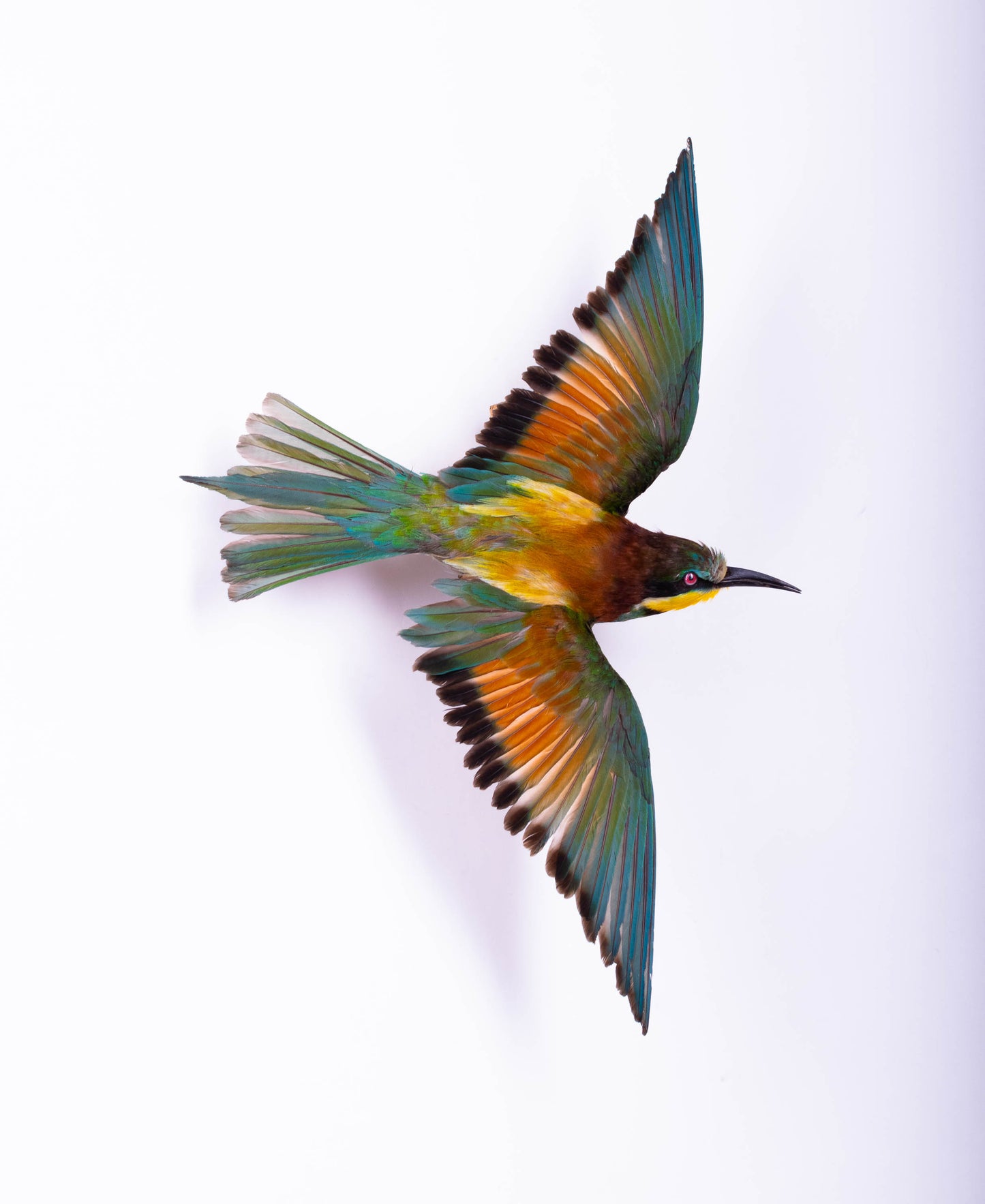 Bee-eater Taxidermy Wall Mount For Sale