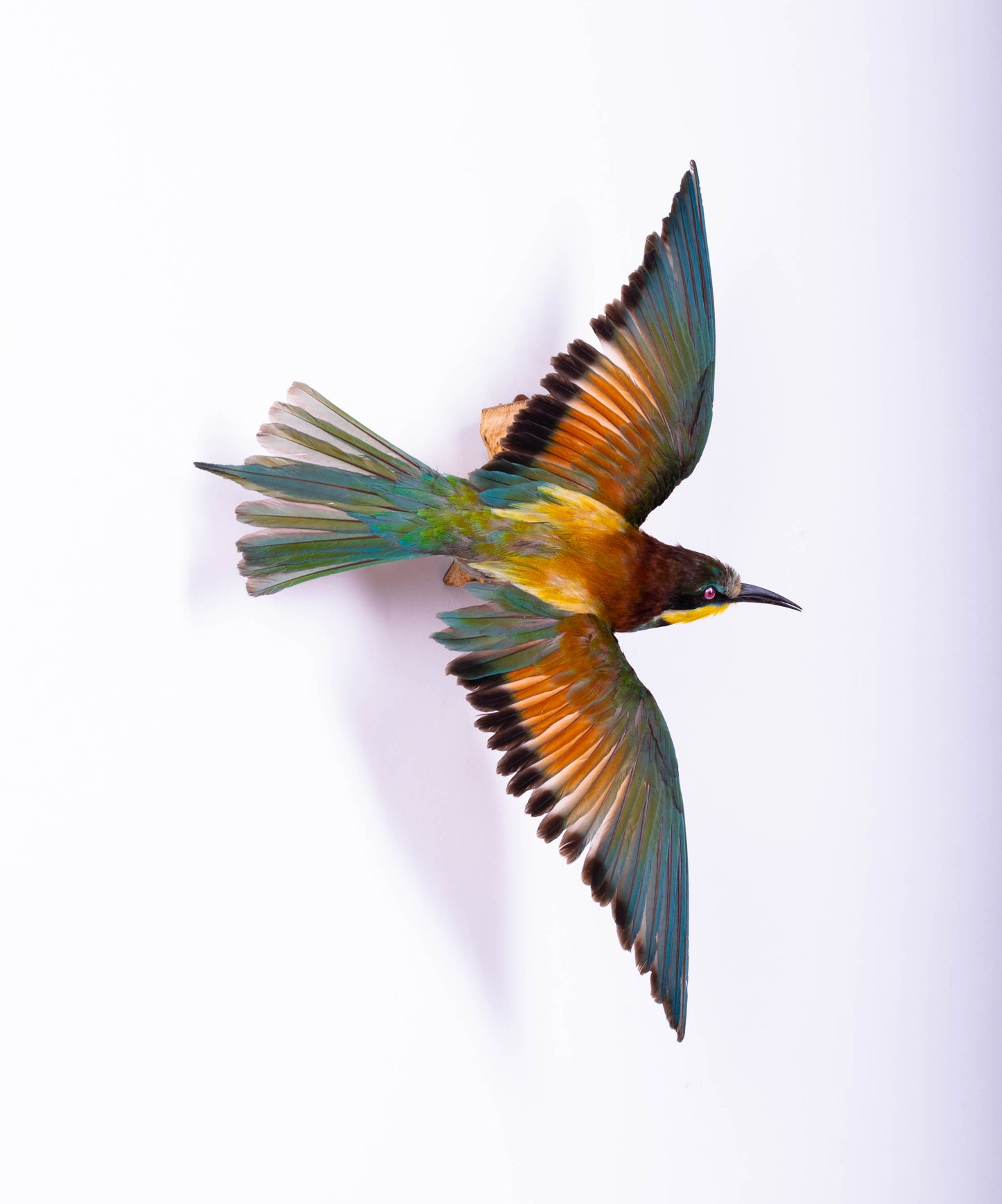 Bee-eater Taxidermy Wall Mount For Sale