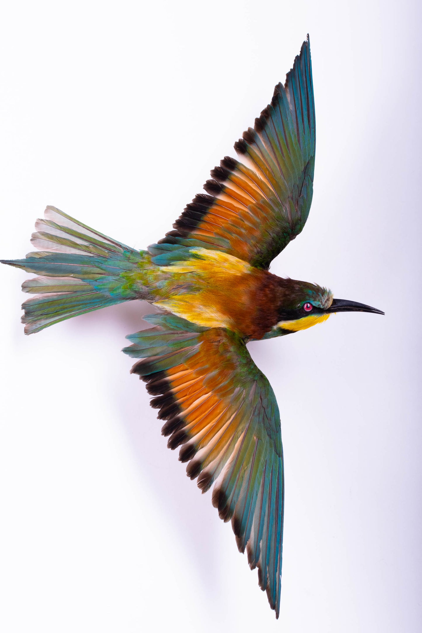 Bee-eater Taxidermy Wall Mount For Sale