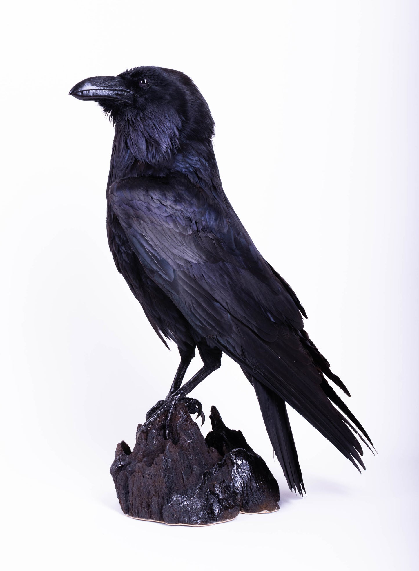 Raven Taxidermy Stand Mount For Sale