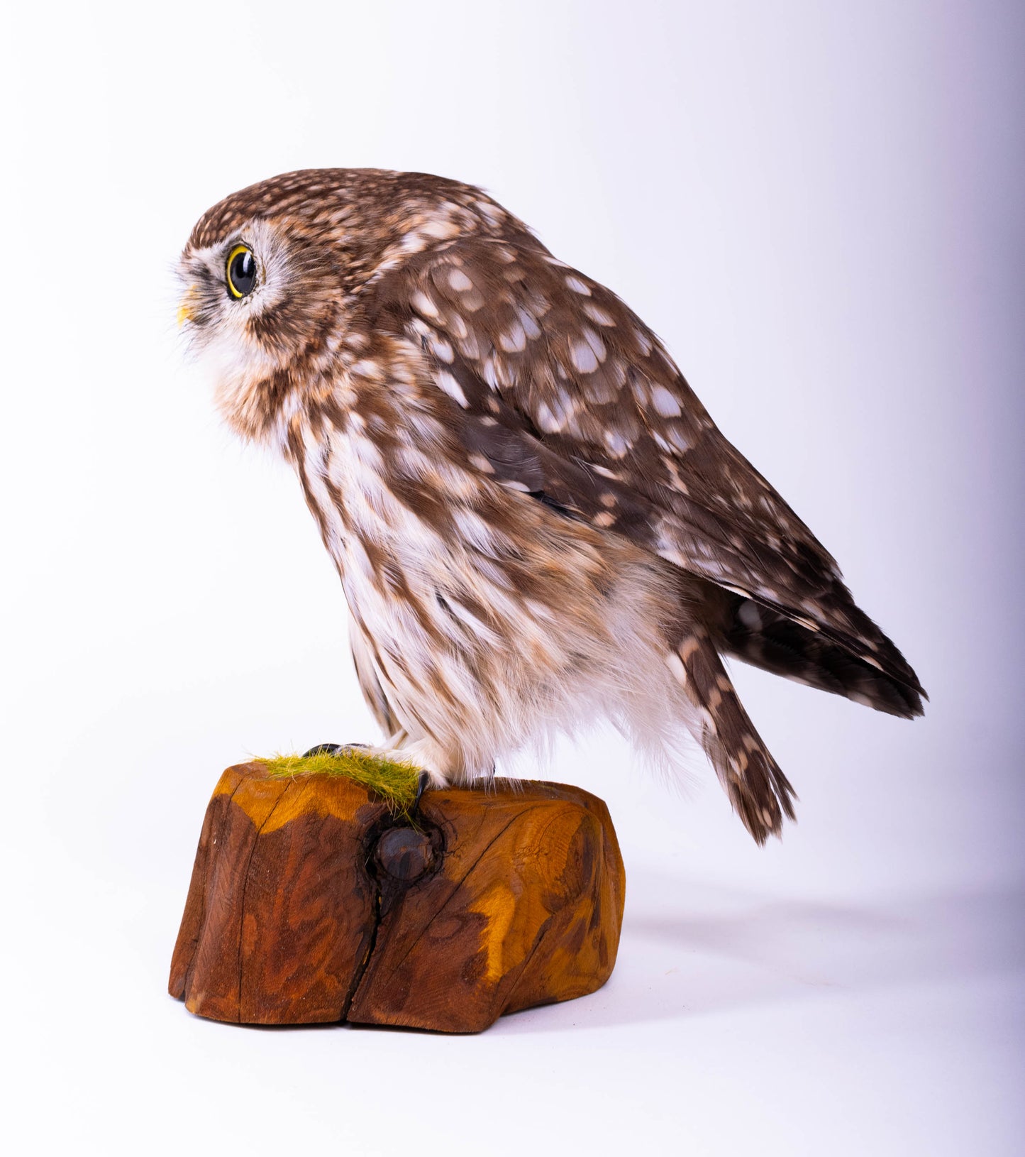Little Owl Taxidermy Stand Mount For Sale
