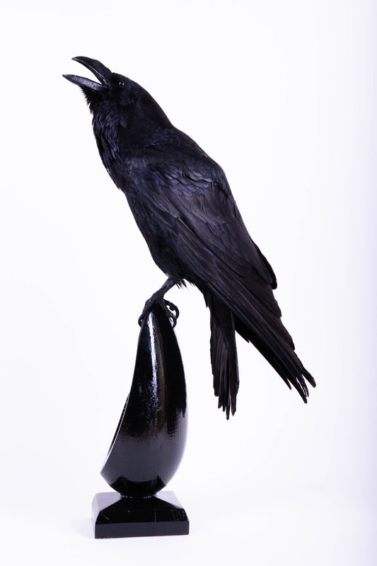 Raven Taxidermy Stand Mount For Sale