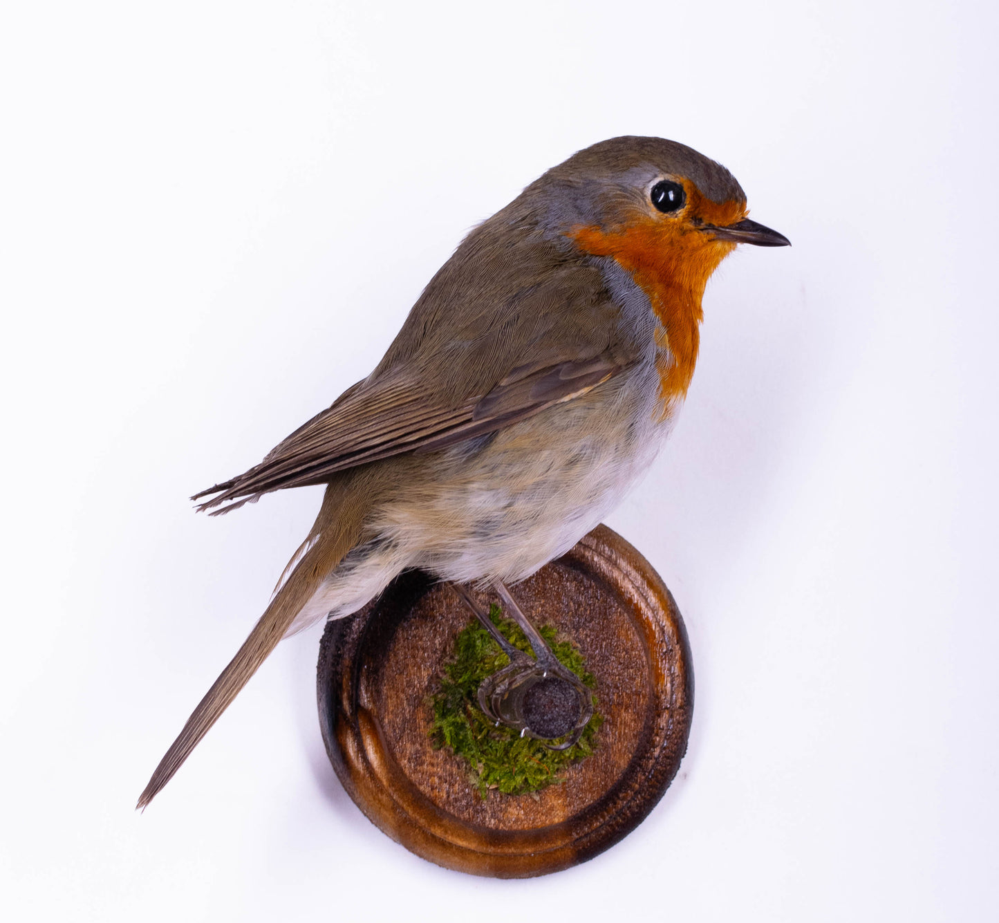 Robin Taxidermy Wall Mount For Sale