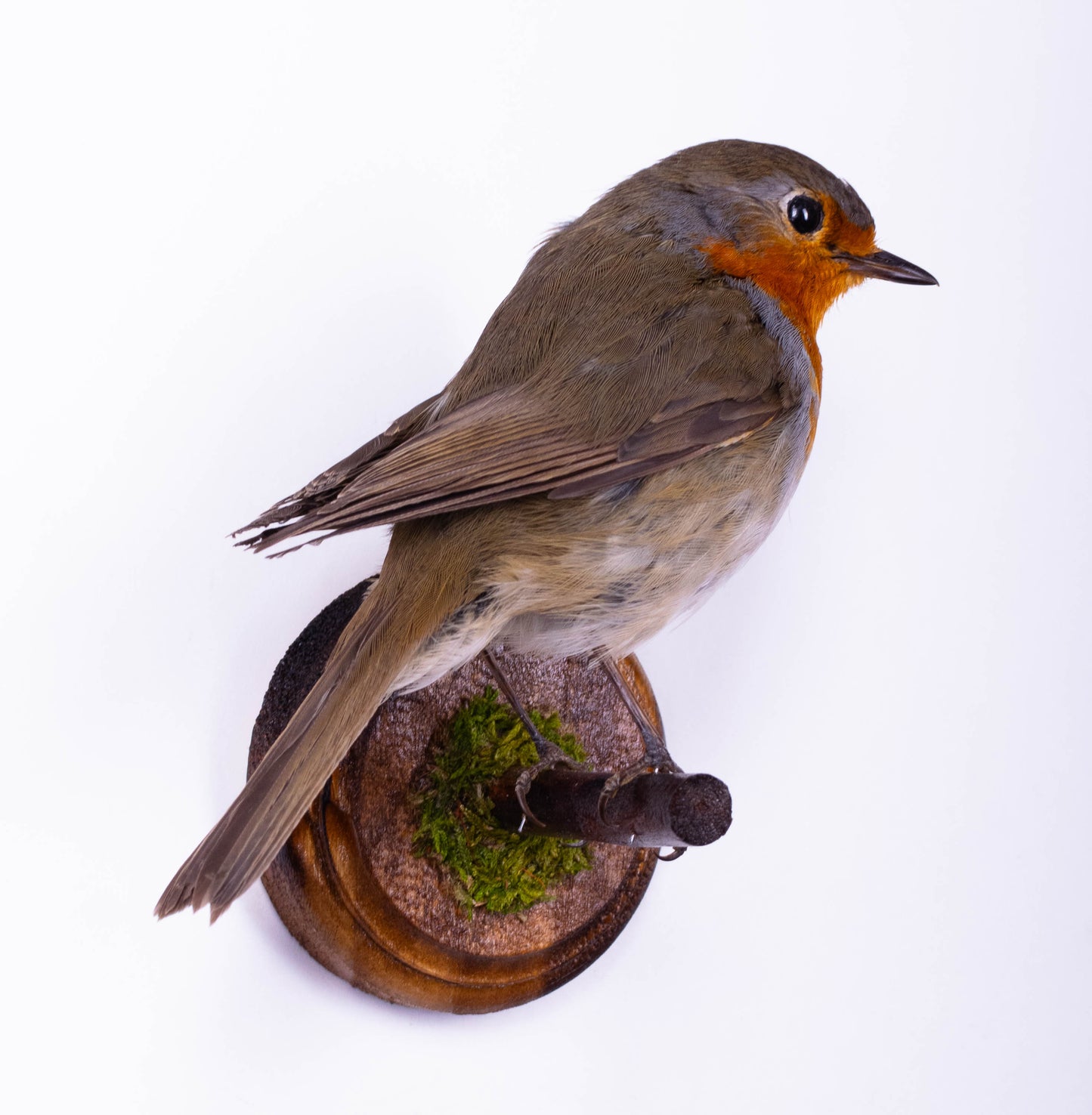 Robin Taxidermy Wall Mount For Sale