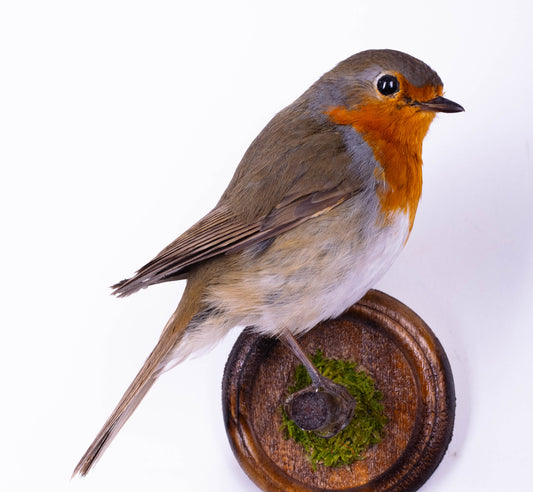Robin Taxidermy Wall Mount For Sale