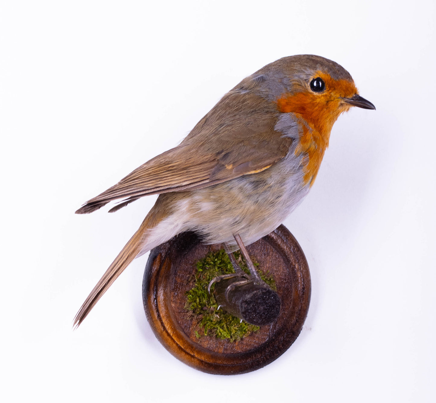 Robin Taxidermy Wall Mount For Sale