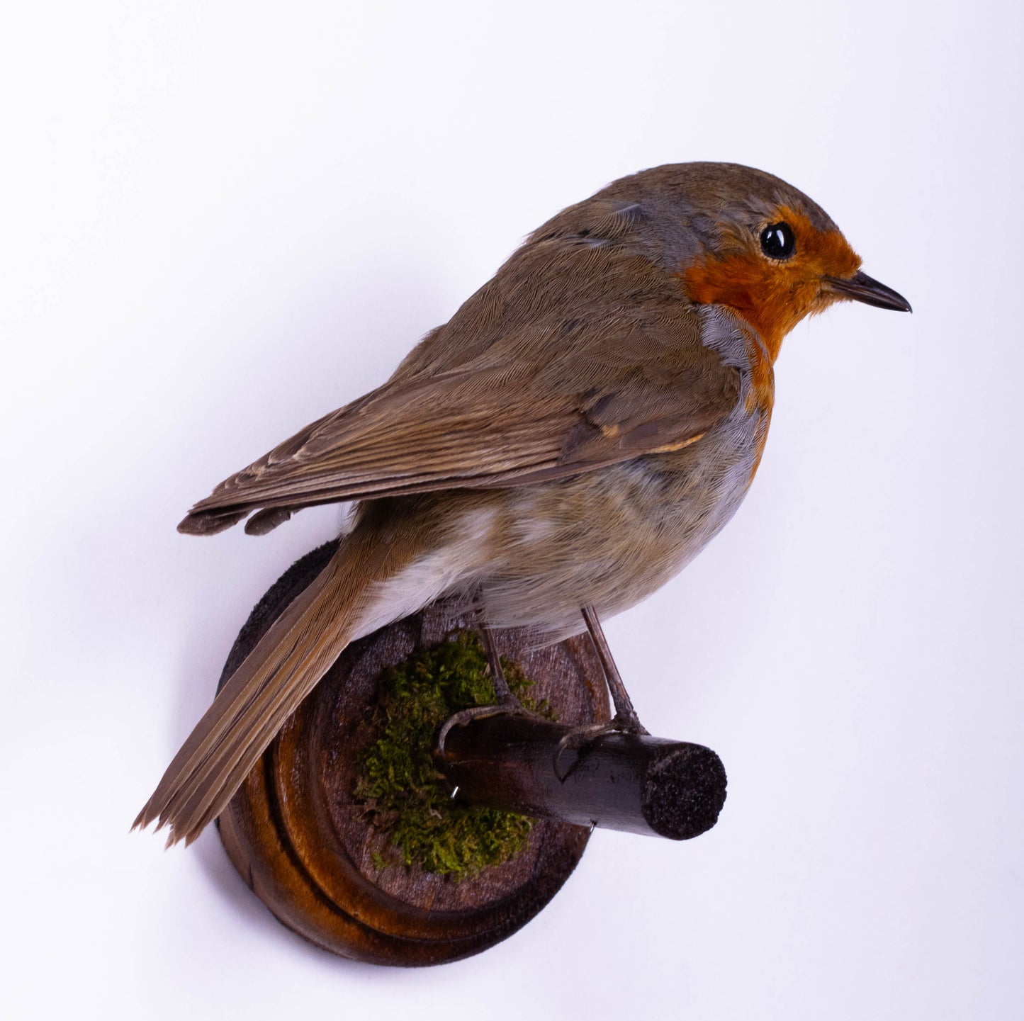 Robin Taxidermy Wall Mount For Sale