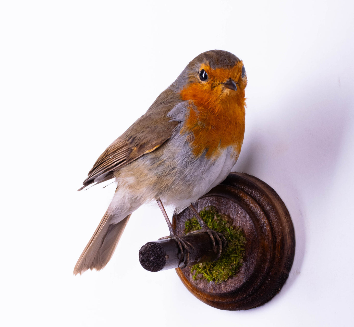 Robin Taxidermy Wall Mount For Sale