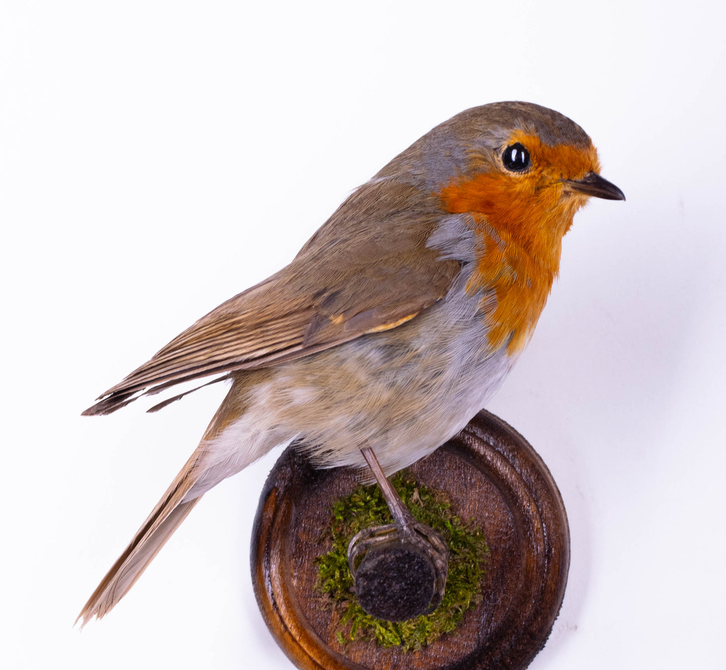 Robin Taxidermy Wall Mount For Sale