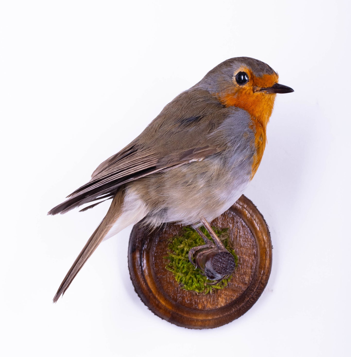 Taxidermy Robin Wall Mount