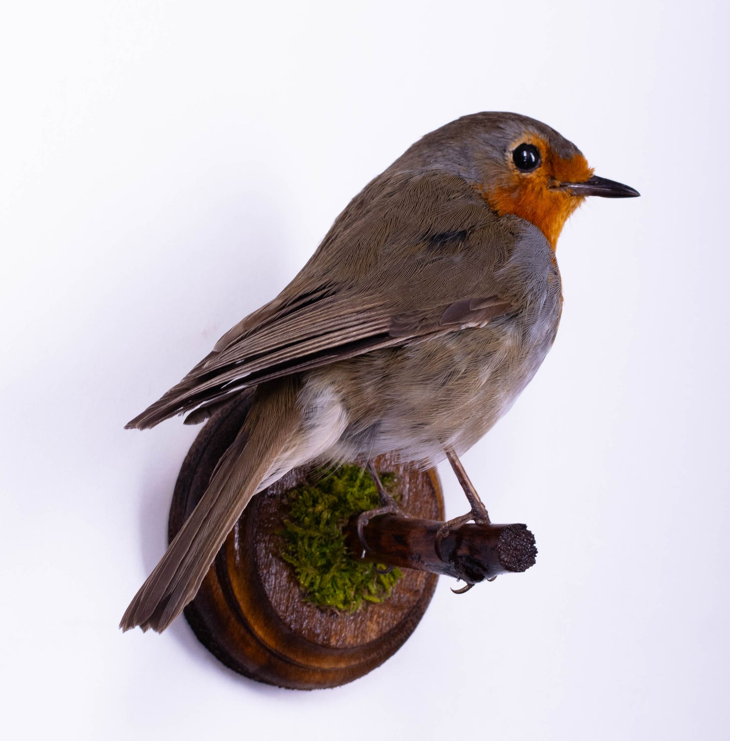 Taxidermy Robin Wall Mount