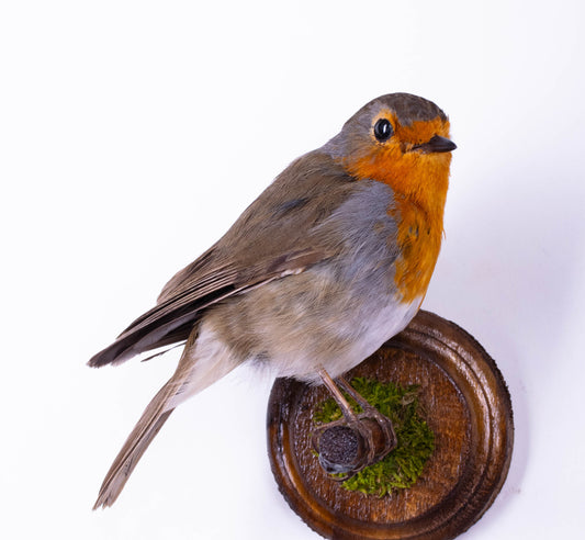Taxidermy Robin Wall Mount