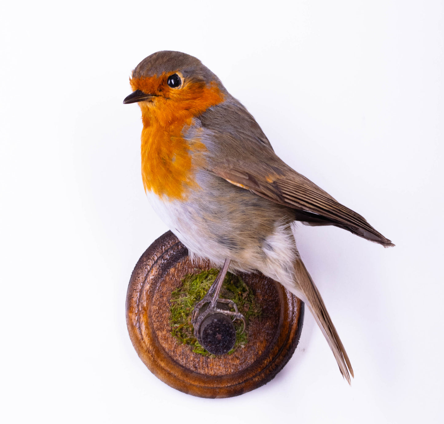 Robin Taxidermy Wall Mount