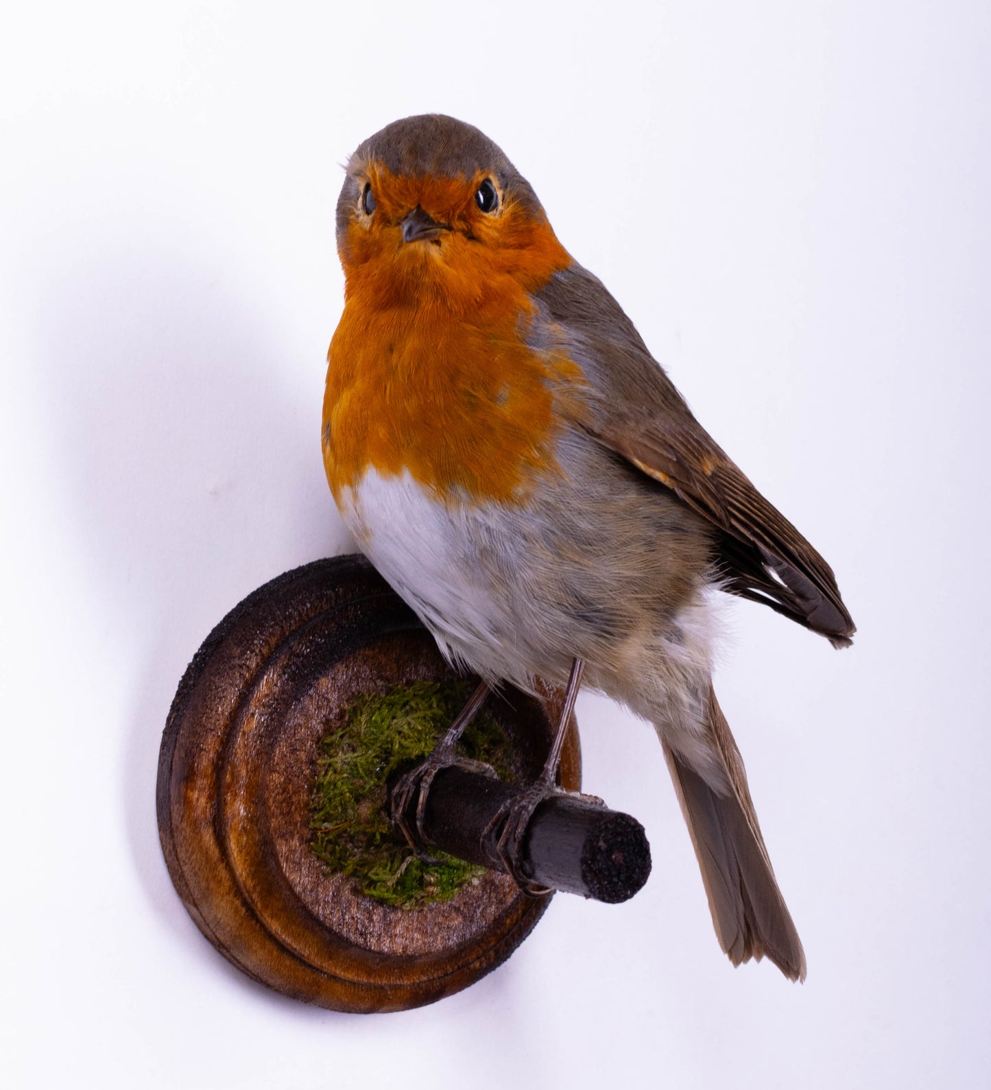 Robin Taxidermy Wall Mount