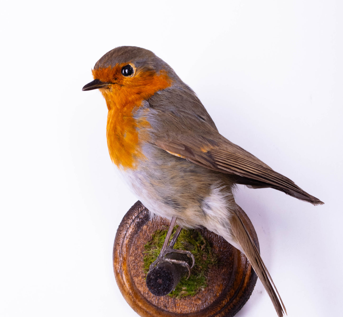 Robin Taxidermy Wall Mount